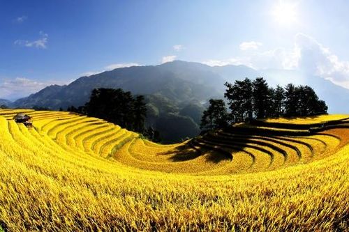 Mùa vàng rực rỡ ở Mù Cang Chải