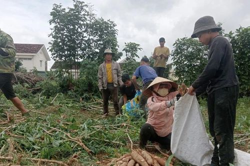 Gia Lai kiến nghị Hiệp hội Sắn Việt Nam tăng cường liên kết đầu tư, thúc đẩy chế biến sâu