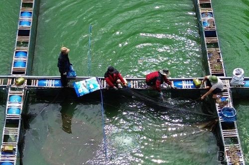 Nuôi cá tầm trên hồ nhân tạo cao nhất Việt Nam