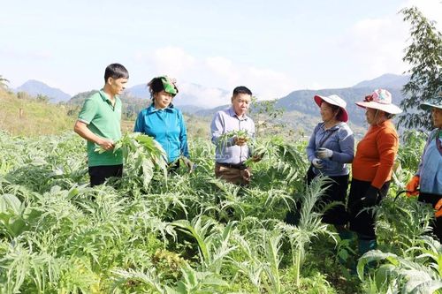 Nhộn nhịp mùa thu hoạch lá atiso Sa Pa