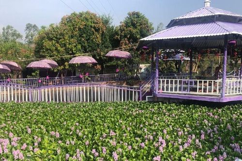 Đồi Tím Phú Yên: Khám phá ngọn đồi tím mộng mơ xứ Nẫu
