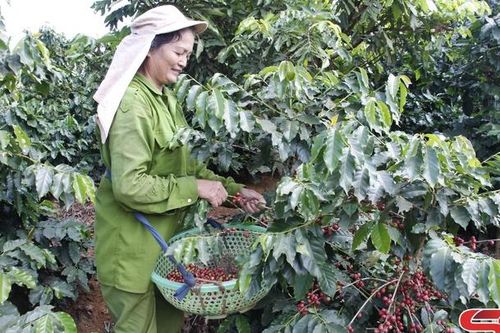 Nông dân Chiềng Cơi phấn khởi thu hoạch cà phê