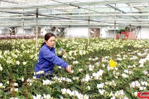 Kiến tạo trung tâm nông nghiệp cao và chế biến vùng Tây Bắc