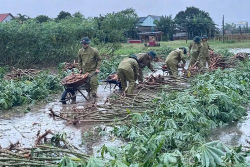 Bộ đội Biên phòng Quảng Ngãi giúp dân thu hoạch mì chạy lũ