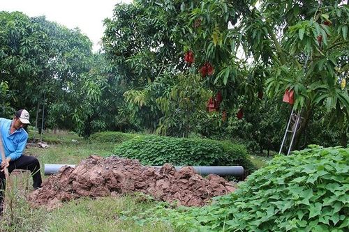 Đồng Tháp: Chủ động ứng phó lũ kết hợp triều cường bảo vệ sản xuất