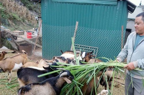 Người đàn ông dân tộc Mông Sơn La thoát nghèo nhờ nuôi dê