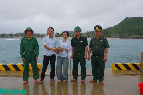 Đồn Biên phòng Lý Sơn thả đồi mồi biển quý hiếm về môi trường tự nhiên
