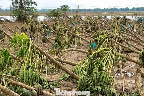 Cây trồng, hoa màu gãy đổ la liệt sau lũ ở Đà Nẵng