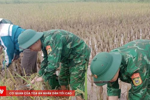 Quảng Trị: Bộ đội Biên phòng giúp dân thu hoạch lúa, ứng phó mưa lũ