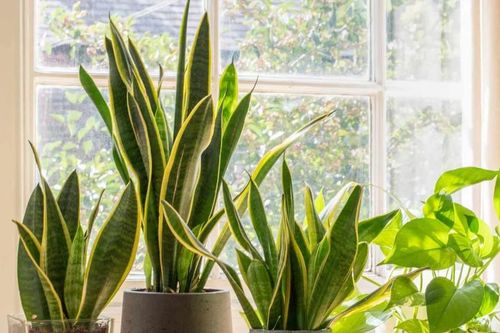 6 loại cây trồng trong nhà giúp thanh lọc không khí, ngừa nấm mốc độc hại