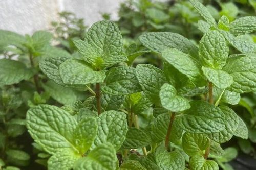 5 loại rau gia vị được ví dược liệu trong nhà vào mùa thu