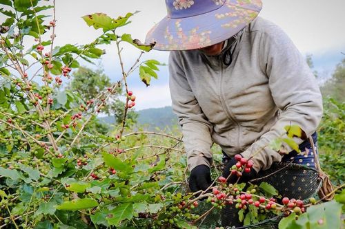 Việt Nam đang đứng trên 'mỏ vàng' nông sản, nhưng có quá nhiều điểm nghẽn