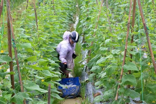 Nông dân Nghệ An trồng cây vụ đông ngắn ngày phục vụ thị trường cuối năm
