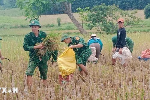 Quảng Trị: Bộ đội Biên phòng giúp dân thu hoạch lúa trong mưa lũ