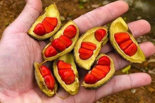 Loại hạt xưa rụng 'thối gốc' không ai nhặt, nay giá tiền triệu/kg