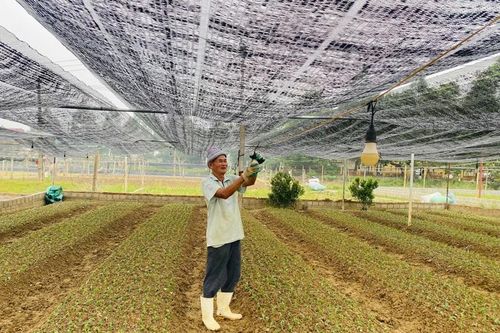 Làng hoa, cây cảnh 'tái khởi động' sản xuất vụ tết