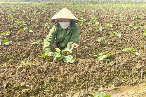 Điểm sáng trong sản xuất vụ đông ở miền núi