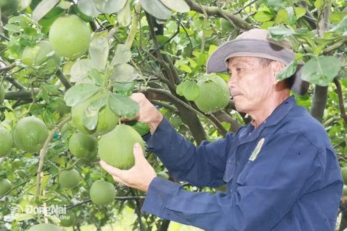 Sử dụng chế phẩm IMO - vì nền nông nghiệp bền vững