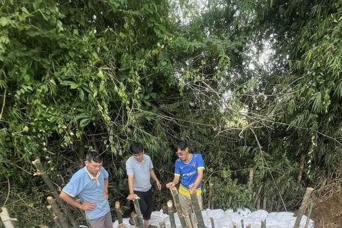 Xã Tuy Phước Bắc kịp thời khắc phục sự cố sạt lở đê sông Gò Chàm