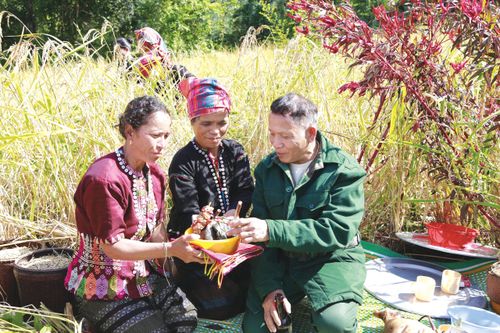 Cây lúa rẫy và lễ Piếc xa rò của người Vân Kiều