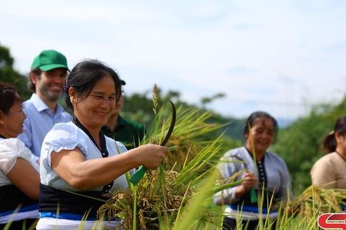 Rộn ràng mùa gặt ở Phù Yên