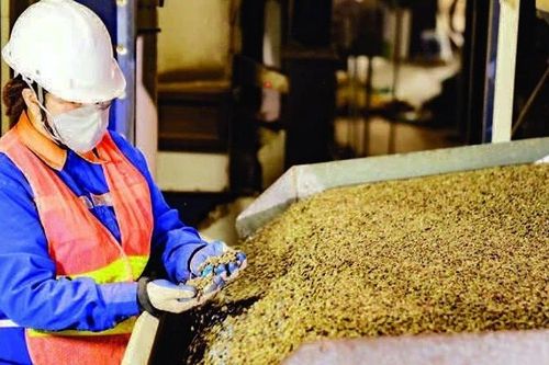 Giữ lợi thế cho ngành cà-phê Việt Nam
