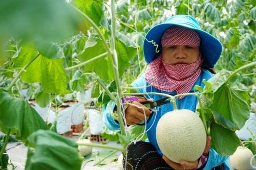 Lan tỏa từ phong trào nông dân sản xuất, kinh doanh giỏi
