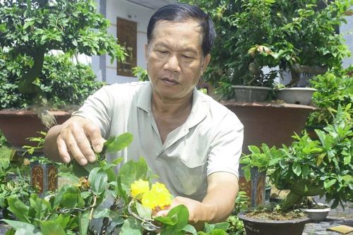 Phát triển sản phẩm OCOP từ cây mai vàng