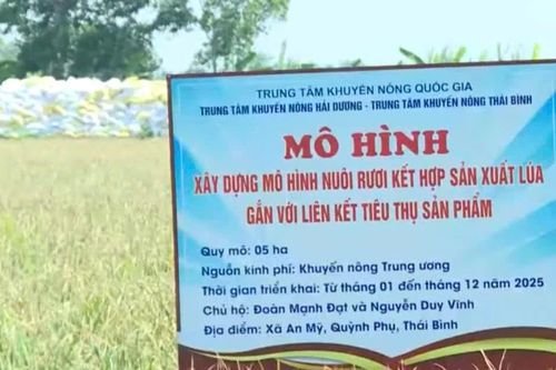 Nâng cao hiệu quả kinh tế nhờ mô hình nuôi rươi kết hợp sản xuất lúa