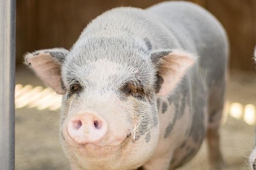 Giá heo hơi hôm nay 3/11: Phá băng 54.000 đồng/kg, 'thủ phủ' dẫn đầu thị trường
