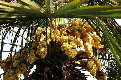 Ý nghĩa phong thủy và cách trồng, chăm sóc cây cọ cảnh trong sân