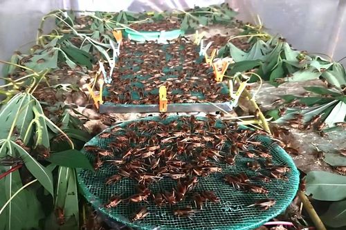 Đào tạo nghề gắn việc làm - hướng đi bền vững trong phát triển kinh tế nông thôn Điện Biên