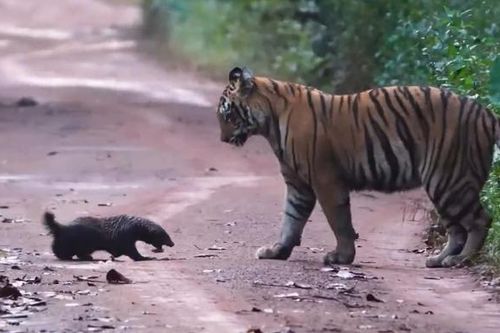 Lửng mật đối đầu hổ dữ ở giữa đường và cái kết bất ngờ