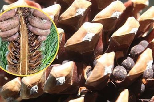 Loại hạt đắt đỏ bậc nhất thế giới, ở Việt Nam xưa rụng đầy gốc ít ai nhặt