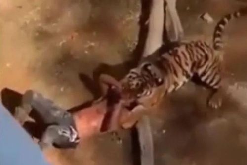 Nam thanh niên bị hổ vồ và màn giải cứu nghẹt thở khiến ai cũng run sợ