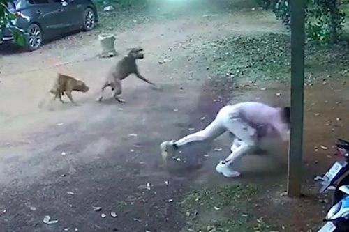 Hai con chó Pitbull hung hăng truy đuổi, ba người đàn ông hoảng sợ bỏ chạy tán loạn