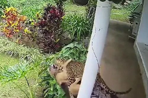Thấy chó cưng bị báo hoa mai tha đi, chủ nhà tay không lao ra giải cứu và cái kết