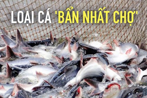 Loại cá bị chê 'bẩn nhất chợ', giờ là đặc sản miền Tây, phơi khô chiên giòn ăn ngon hết sảy