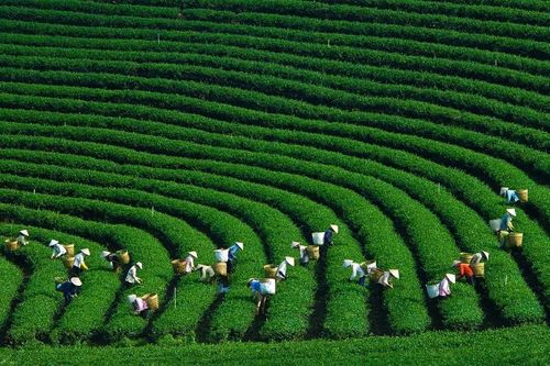 Doanh nghiệp Hàn Quốc quan tâm đến phát triển nông nghiệp xanh tại Việt Nam