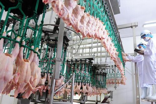 Xuất khẩu sản phẩm chăn nuôi Việt Nam dự kiến vượt 600 triệu USD