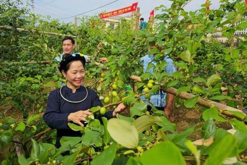 Táo Đại Sơn - hứa hẹn mùa quả ngọt