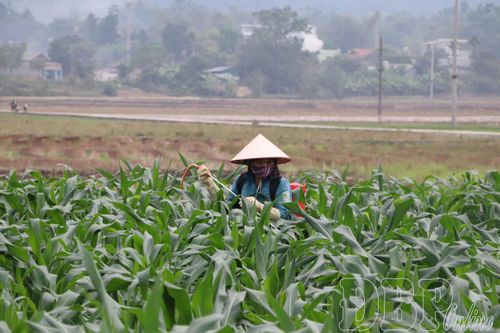Sản xuất vụ đông thành vụ chính