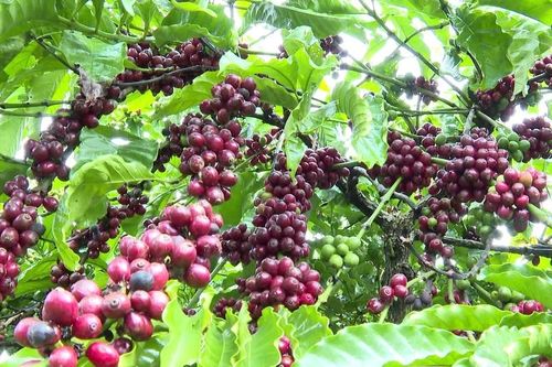 Nông dân Tây Nguyên phấn khởi vào vụ thu hoạch cà phê