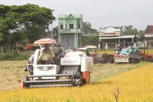Canh tác lúa thông minh thích ứng với biến đổi khí hậu