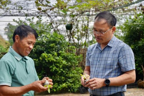 Hiệu quả từ mô hình ươm bầu trồng atiso ở Sa Pa