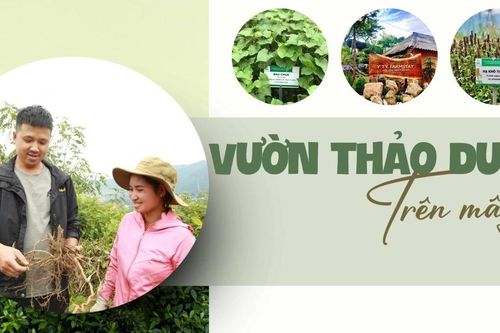 Vườn thảo dược trên mây