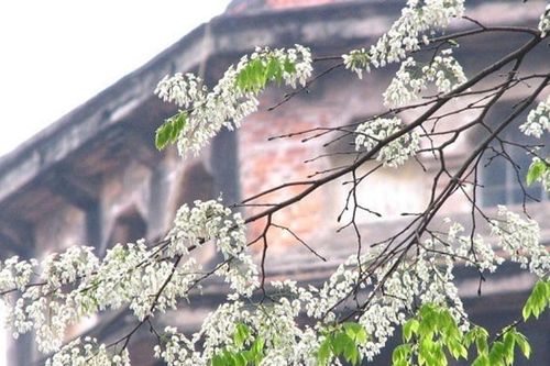 Hà Nội tháng 2: Trải nghiệm mùa xuân trong lòng phố cổ