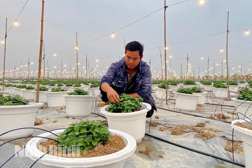 Các nhà vườn tất bật chuẩn bị vụ hoa Tết
