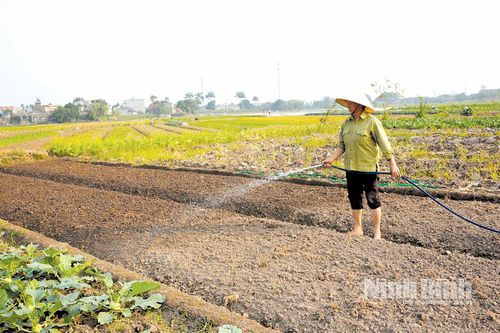Dồn sức cho vụ đông, nỗ lực lấy lại nhịp sản xuất