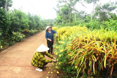 Sức sống mới từ những tuyến đường hoa của chi hội phụ nữ